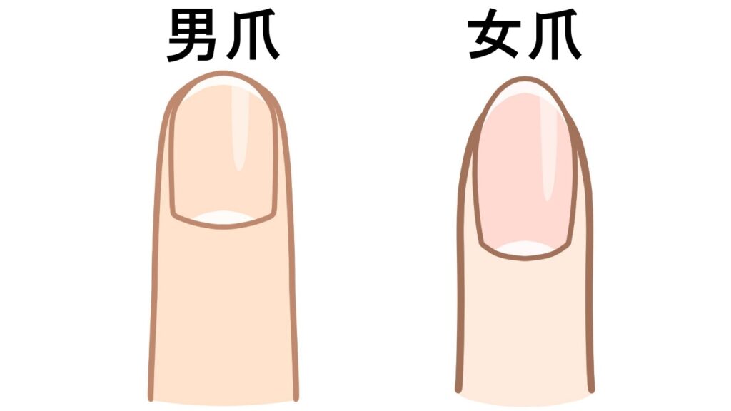 男爪と女爪の違いや特徴